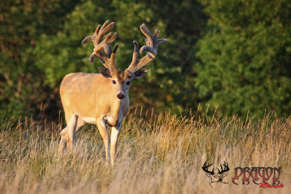 We carry hunting blinds, deer blind, tower blind, hunting blind, camouflage blind, bird blinds, tower blinds, deer blinds, turkey blind, pasture blind, bird blind, archery blind, archery blinds.