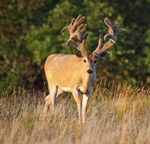 We carry hunting blinds, deer blind, tower blind, hunting blind, camouflage blind, bird blinds, tower blinds, deer blinds, turkey blind, pasture blind, bird blind, archery blind, archery blinds.